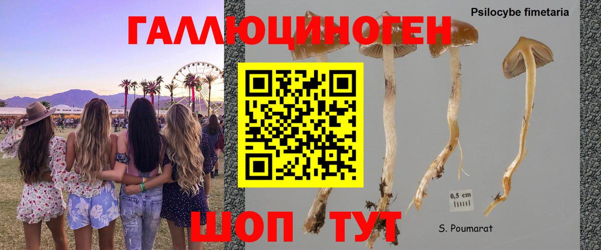 Юрга  Галлюциногенные грибы MAGIC MUSHROOMS  закладки  Вход с VPN  Галлюциногенные грибы Cubensis 